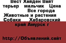 Вест Хайден Вайт терьер - мальчик › Цена ­ 35 000 - Все города Животные и растения » Собаки   . Хабаровский край,Амурск г.